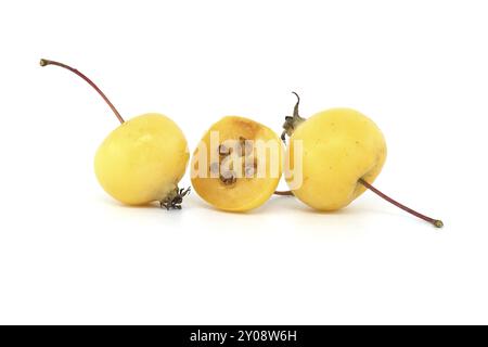 Pomme de crabe ou pomme sauvage européenne isolée sur fond blanc. Les pommes sauvages sont menacées d'extinction Banque D'Images