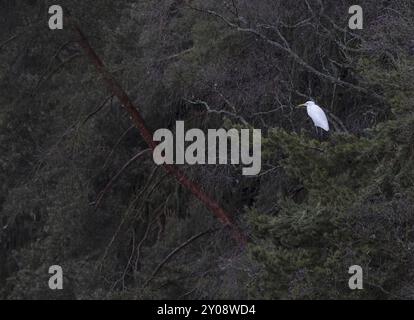 Une aigrette est assise sur un arbre Banque D'Images