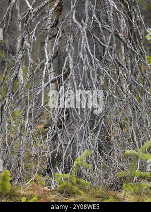 Sapin mort (Picea abies), tige et branches couvertes de lichen, mai, Laponie finlandaise Banque D'Images