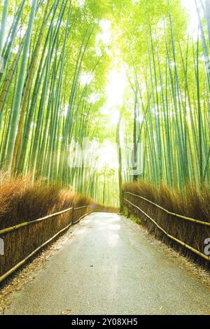 Route vide bordée par une clôture de foin traverse une grande forêt de bambous avec des rayons de Dieu de la lumière du soleil culminant à travers Arashiyama Bamboo Grove à Kyoto, Japon, Banque D'Images