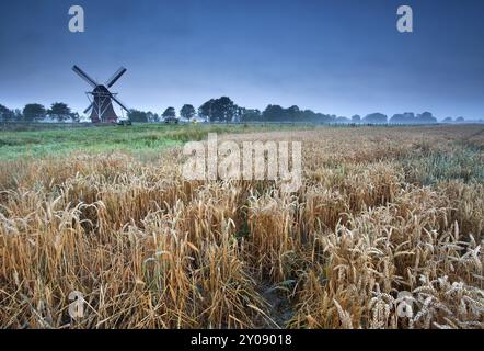 Champ de blé et Windmillin matin d'été, Groningen, Hollande Banque D'Images