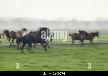 Brouillé quelques chevaux galopants sur les pâturages verts Banque D'Images