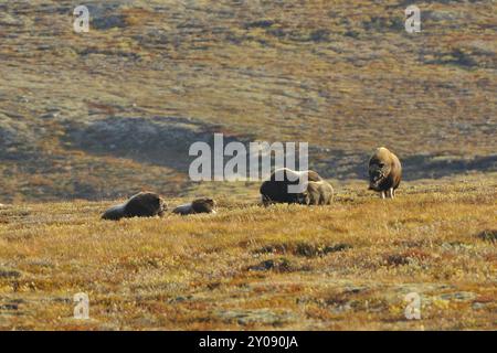 Troupeau de boeufs musqués, Ovibos moschatus, Parc national, Oppland, Norvège ovibos moschatus, parc national de Dovre Fjell, Norvège, troupeau de boeufs musqués, Europe Banque D'Images