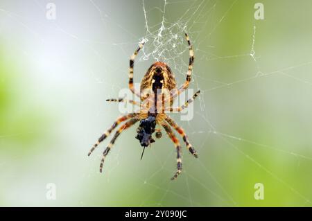 Croiser l'araignée avec la proie. Une macro d'une araignée araneus de jardin dans sa toile de chasse à la nourriture Banque D'Images