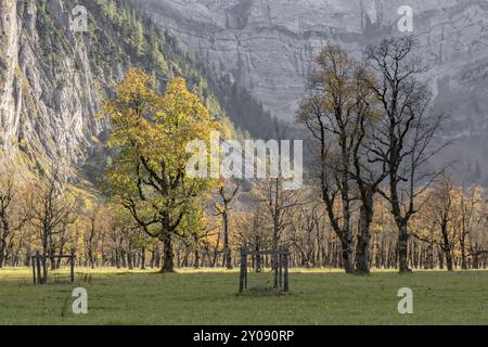 Érables sur le Grosser Ahornboden, Tyrol, en automne Banque D'Images