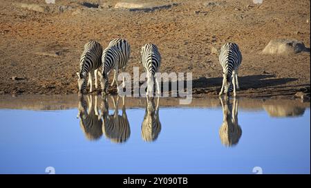 Zèbres buvant dans un trou d'eau dans le parc national d'Etosha à Namibie Banque D'Images