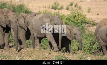 Troupeau d'éléphants sur le chemin d'un point d'eau Banque D'Images