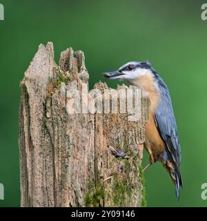 Oiseau commun Sitta europaea aka écoutille eurasienne avec la graine dans son bec. Portrait très gros plan. Isolé sur fond flou. Banque D'Images