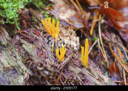 Gegabelter Hoernling CALOCERA FURCATA, CALOCERA FURCATA, un genre fongique de L'ordre des Dacrymycètes en forêt D'automne Banque D'Images