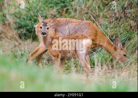 Mère et bébé de Capreolus capreolus aka European Roe Deer sur le terrain. république tchèque nature. Banque D'Images