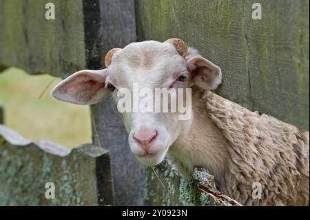 Curieux portrait de mouton domestique. Drôle de photo d'animal. Petite ferme dans la campagne de la république tchèque. Banque D'Images