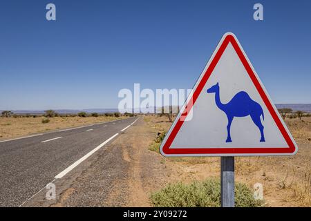 Avis de chameaux en liberté, route de M'Hamid, région de Zagora, Maroc, Afrique Banque D'Images