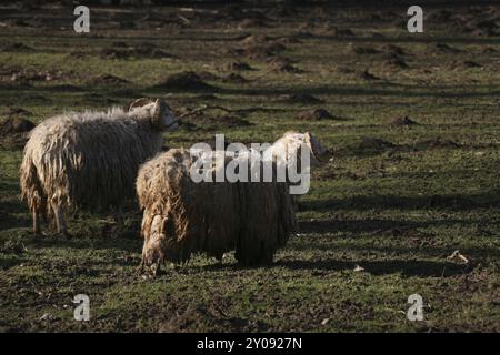 Skudden, cette race de moutons est sur la liste rouge des animaux de ferme menacés d’extinction ! Banque D'Images