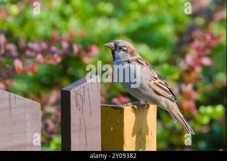 Passer domesticus aka maison moineau mâle perché sur la clôture dans le quartier résidentiel. Oiseau commun en république tchèque. Banque D'Images