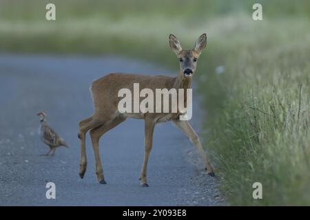 Cerf rosé (Capreolus capreolus) animal femelle adulte marchant à travers une route de campagne avec une perdrix à pattes rouges en arrière-plan, Suffolk, Angleterre, unité Banque D'Images