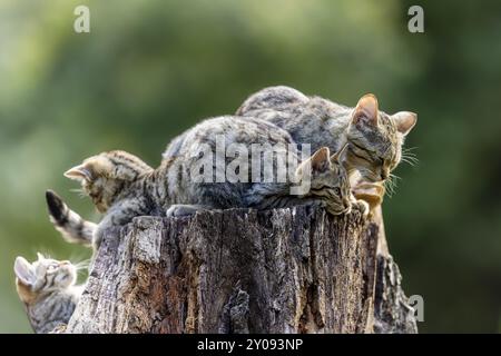 Plusieurs chatons et un chat adulte reposant sur une souche d'arbre dans un environnement verdoyant, chat sauvage (Felis silvestris), chaton, Allemagne, Europe Banque D'Images