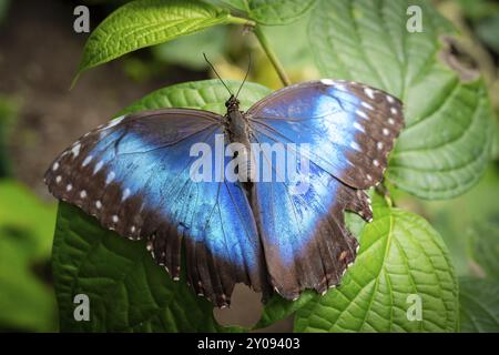 Morpho helenor, papillon morpho bleu assis sur une feuille, province d'Alajuela, Costa Rica, Amérique centrale Banque D'Images