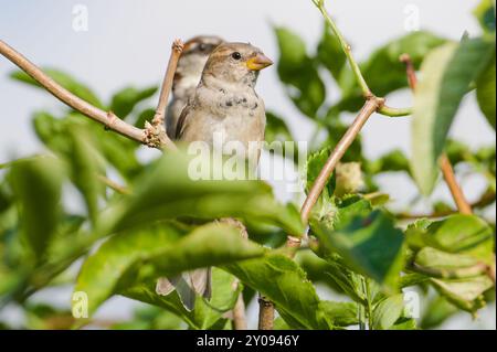 Passer domesticus aka maison moineau femelle perché sur l'arbre. Oiseau commun en république tchèque. Banque D'Images