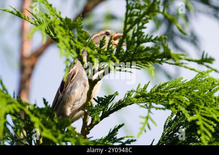 Passer domesticus aka maison moineau femelle perché sur l'arbre. Oiseau commun en république tchèque. Banque D'Images