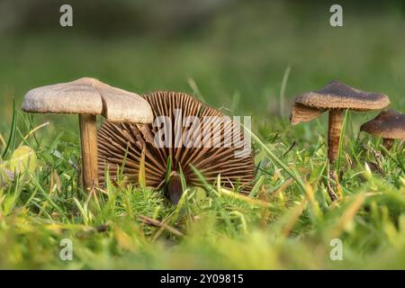 Petits champignons lamellaires visqueux bruns sur la pelouse devant un fond vert flou Banque D'Images