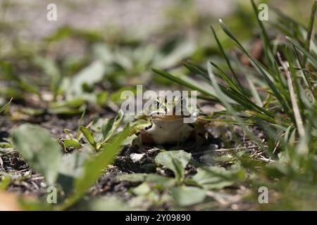 La grenouille léopard est un animal indigène d'Amérique du Nord. C'est l'amphibien de l'État du Minnesota et du Vermont Banque D'Images