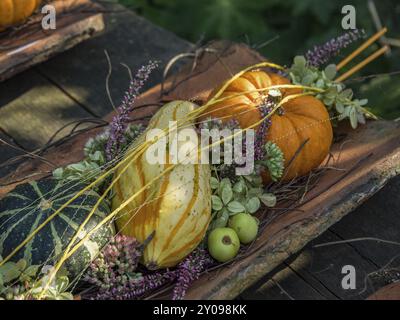 Arrangement de citrouilles d'automne sur une planche de bois avec des citrouilles et des plantes de couleurs différentes, borken, muensterland, Allemagne, Europe Banque D'Images