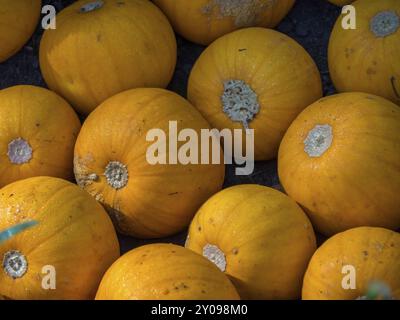 Gros plan de nombreuses citrouilles orange vif couchées ensemble sur le sol, borken, muensterland, Allemagne, Europe Banque D'Images