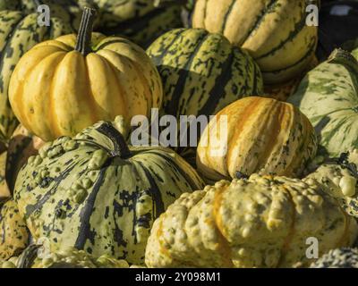 Un groupe de différentes citrouilles ornementales de couleurs vertes et jaunes, représentant une récolte riche, borken, muensterland, Allemagne, Europe Banque D'Images