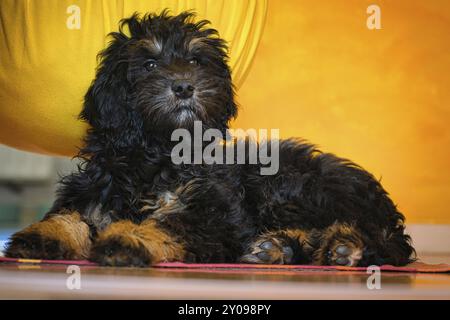 Chiot Goldendoodle en couleur noir et bronzé. Chien hybride issu du croisement entre Golden retriever et Canodle. Chien de famille intime, qui est très affection Banque D'Images