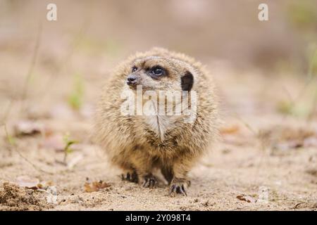 Meerkat (Suricata suricata) debout sur le terrain, Bavière, Allemagne, Europe Banque D'Images