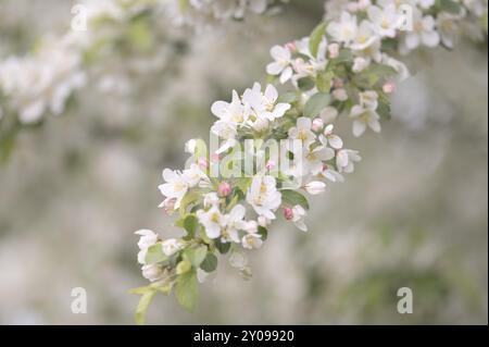 Branche de fleur de pommier avec fleurs blanches ouvertes et étamines jaunes, quelques fleurs fermées en rose, feuilles vertes, fond clair et flou, Dortmund, Ger Banque D'Images