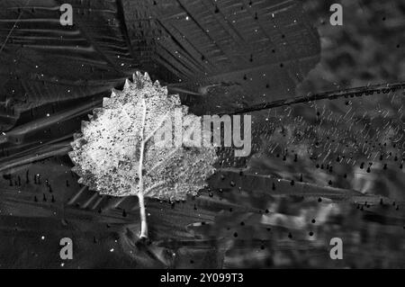 Feuille de bouleau enfermée dans la glace, parc national de Rondane, Oppland Fylke, Norvège, septembre 2010, Europe Banque D'Images