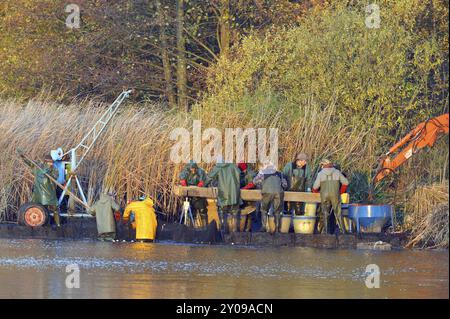 Les pêcheurs pêchant au filet pêchent un étang en haute-Lusace Banque D'Images