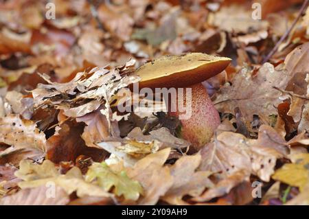 Bolete de sorcière à tige en flocons, bolete à tige pointillée dans la forêt d'automne Banque D'Images