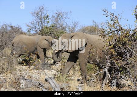 Troupeau d'éléphants dans la brousse africaine Banque D'Images