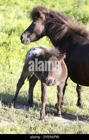 Poney Shetland Banque D'Images