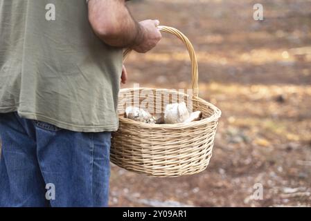 Homme avec un panier en osier collectant des champignons dans la forêt. Nature automnale Banque D'Images