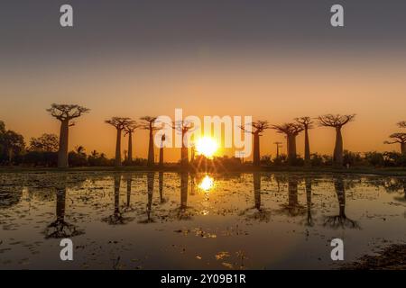 Coucher de soleil derrière les baobabs à l'ouest de Madagascar Banque D'Images