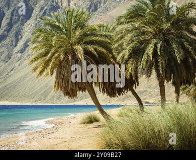 Des palmiers verts sur les rives de la mer Rouge sur fond de hautes falaises rocheuses en Egypte Banque D'Images