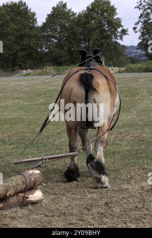 Cheval ardennais déplaçant le bois Banque D'Images