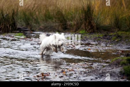 West Highland White Terrier en marche sur l'eau Banque D'Images