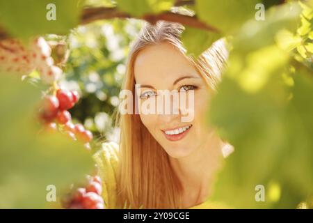 Woman picking grapes vigneron au moment de la récolte dans le vignoble Banque D'Images