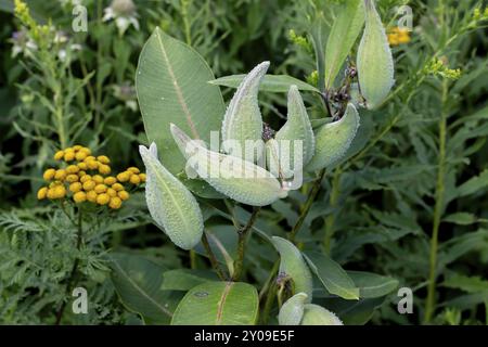 L'asclépias commune (Asclepias syriaca) connue sous le nom de fleur de papillon, d'asperge à soie, de moût d'hirondelle soyeux et d'asperge à soie de Virginie, est une espèce de plante à fleurs Banque D'Images