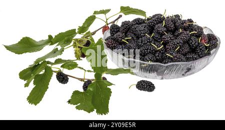 Un bol plein de mûres noires orné de feuilles de mûrier et de fruits non mûrs, mis en libre sur blanc Banque D'Images