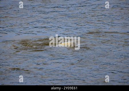 La carpe eurasienne ou européenne (Cyprinus carpio), anciennement connue sous le nom de carpe commune dans les eaux peu profondes de la rivière Banque D'Images