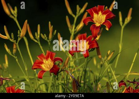 Le nénuphar orange (Hemerocallis fulva) dans le jardin. Est une espèce de diurnes originaire d'Asie Banque D'Images