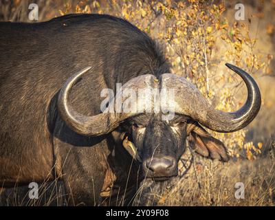 Buffle africain (Syncerus caffer), portrait, Balule Plains, Afrique du Sud, Afrique Banque D'Images