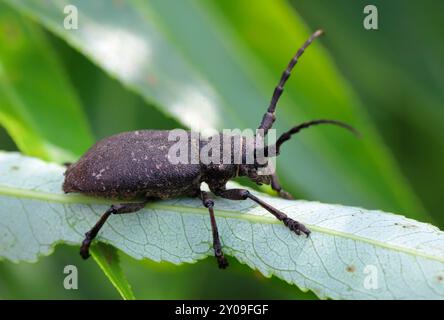 Scarabée (lamia textor). Trouvé dans une brousse de saule dans le sud de la Pologne. Banque D'Images