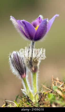 Pasqueflower, belle fleur bleue de grande fleur de pasque ou pasqueflower sur le pré, en latin pulsatilla grandis Banque D'Images