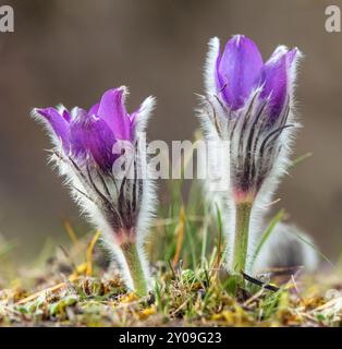 Pasqueflower. Belle fleur bleue de plus grande fleur pasque ou pasqueflower sur la prairie, en latin pulsatilla grandis, deux pasqueflowers Banque D'Images